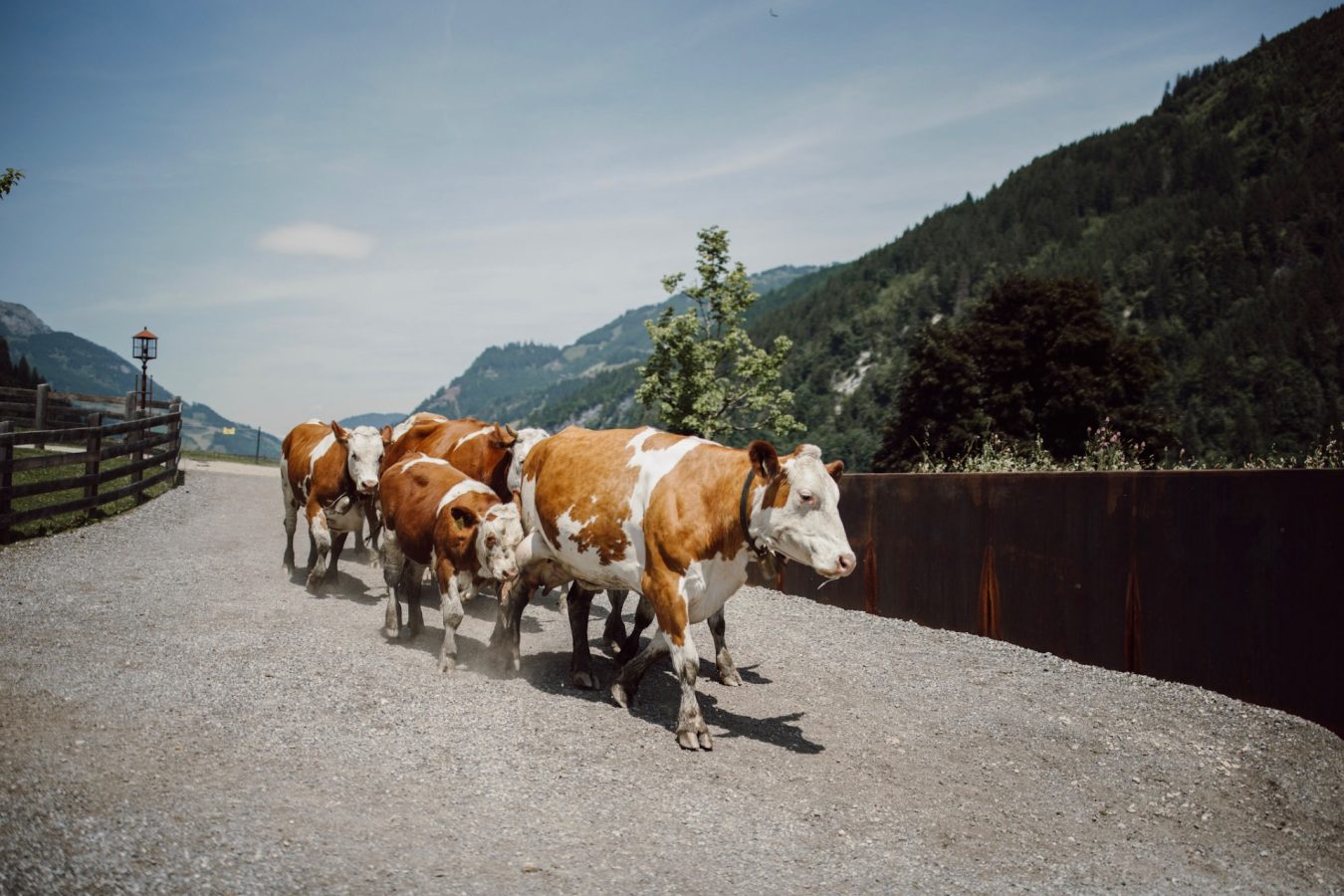 The Farm & Outdoor Life