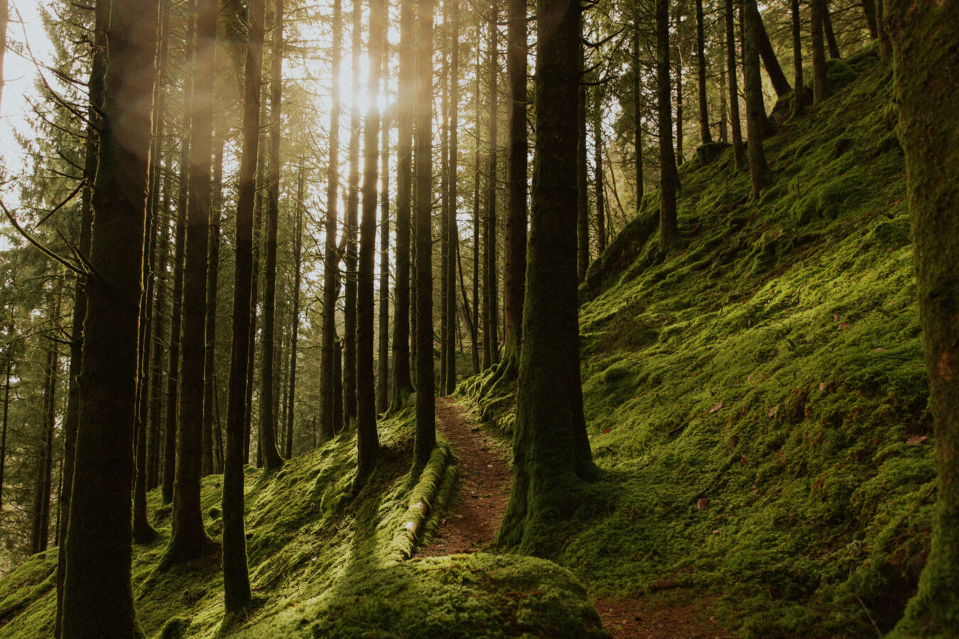 Ananda in the Himalayas Brings Authentic Ayurveda to the Welsh Valleys
